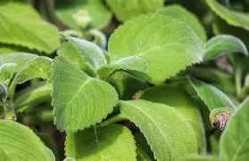 Boldo, planta medicinal chilena usada en fitoterapia digestiva