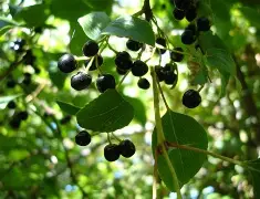 Maqui, planta chilena con amplio uso para combatir el estrés oxidativo